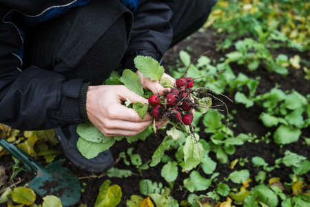 man digs a garden shovel hole in the ground to plant a flower, planting the seedling with the gardening toolの写真素材