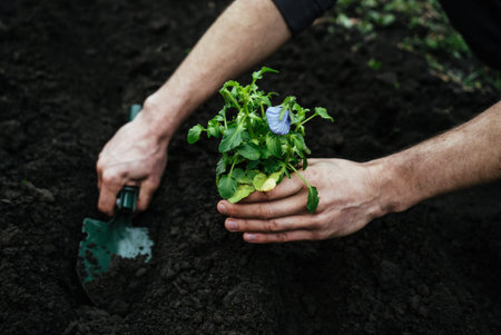 man digs a garden shovel hole in the ground to plant a flower, planting the seedling with the...