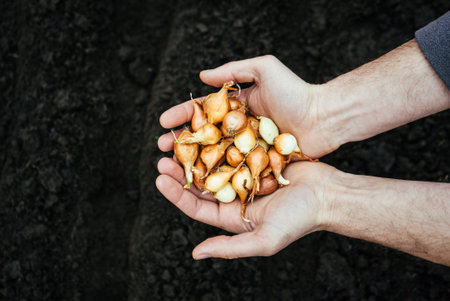man digs a garden shovel hole in the ground to plant a flower, planting the seedling with the gardening toolの写真素材