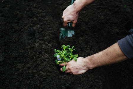 man digs a garden shovel hole in the ground to plant a flower, planting the seedling with the gardening toolの写真素材