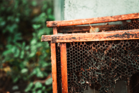 frames with honey in a wooden beehive in an apiary 6の写真素材