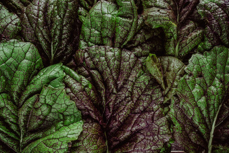 bright colored fresh green leaves of salad red mustard. Harvest garden greens, natural backgroundの写真素材