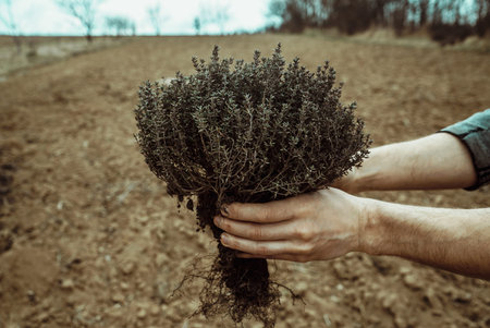 Planting seedlings of a bush. Close-up of male hands holding a green plantの写真素材