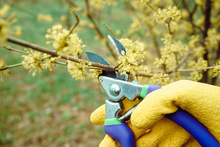 gardener in yellow gloves prunes the branches with secateurs, spring pruning of fruit trees. The...