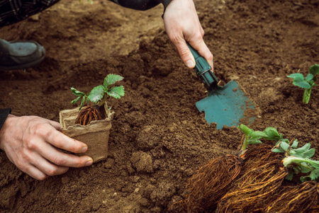 man plant strawberries in the ground with a garden shovel. 
Springtime gardening. Young strawberry bushes in farmer's hands.の写真素材