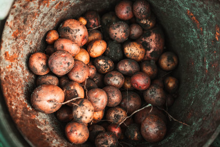 harvest of small potatoes in an old iron bucket 1