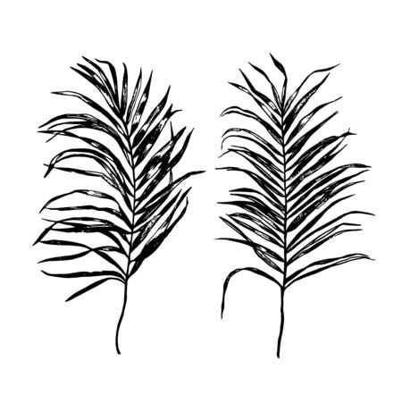 Palm Tree Leaf Silhouette. Vector Illustration EPS8. Palm leaf in black color.のイラスト素材