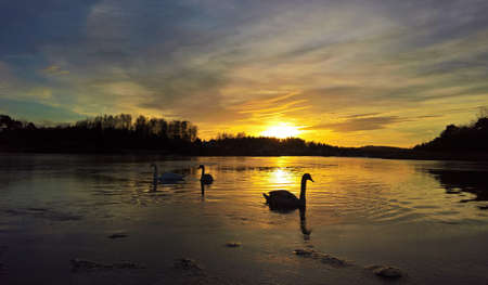 Swans on beautiful sunsetの写真素材