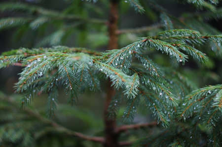 Raindrops on a coniferous branchのeditorial素材