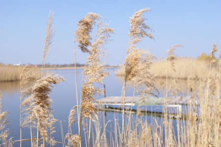 Branches of dry reeds near the riverのeditorial素材