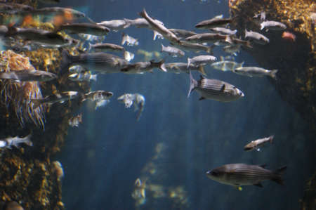 Fish behind the aquarium glassのeditorial素材