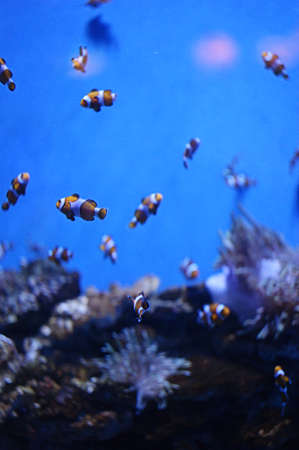 barcelona aquariumのeditorial素材