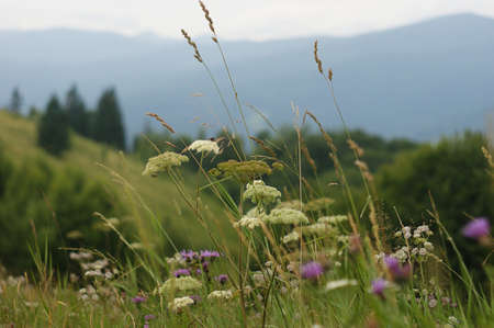 Wild flowers in the mountainsのeditorial素材