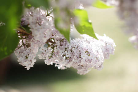 Flowering lilac branch in springのeditorial素材