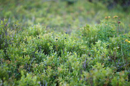 Blueberry bushes in the forestのeditorial素材