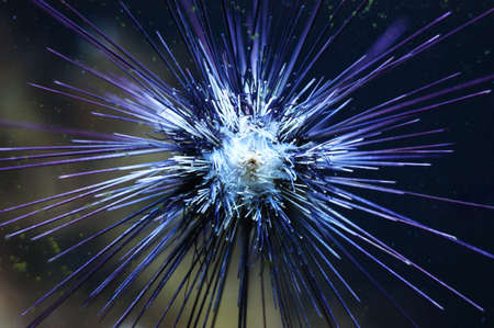 Live specimen of a sea urchin, Aquarium of Barcelonaのeditorial素材