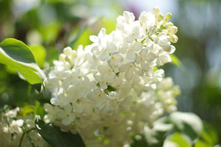White lilac flowers bush in the springのeditorial素材
