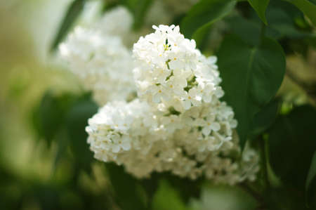 White lilac flowers bush in the springのeditorial素材
