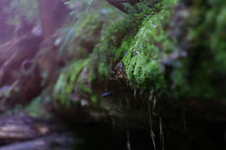 Tree fallen on the ground and covered with green moss. Macroのeditorial素材