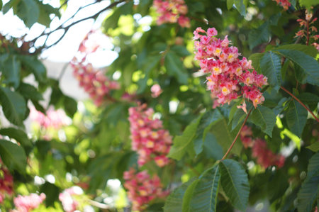 Beautiful background of spring blooming pink chestnut tree flowers. Berlinのeditorial素材