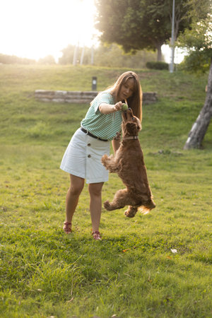 Cute cocker Spaniel dog having fun and playing with young beautiful woman and ball on lown with green grass in public park. Sunny summer dayの写真素材