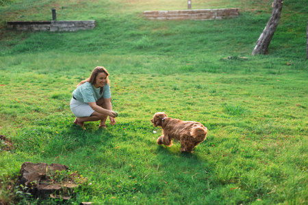 Cute cocker Spaniel dog having fun and playing with young beautiful woman and ball on lown with green grass in public park. Sunny summer day, backlight, slow motionの写真素材