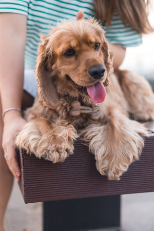 Portrait of Cute Cocker spaniel dog lying on a bench near woman. Summer day in public park.