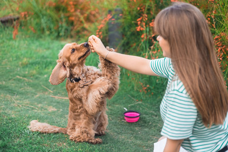 A girl feeds her dog. Cute cocker Spaniel dog having fun and playing with young beautiful woman on a...