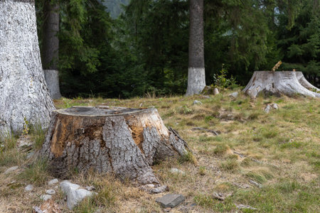A Close-up of a huge old tree stump split in forest. High quality photoの写真素材