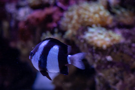 A colorful clownfish glides gracefully through a lush underwater landscape filled with vibrant...
