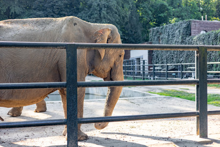 An elephant leisurely strolls around its enclosure, showcasing its massive frame and textured skin. The bright sunlight casts gentle shadows on the ground while the lush greenery in the background provides a serene atmosphere. Visitors can observe the elephants behaviors and interactions in this peaceful setting.の写真素材