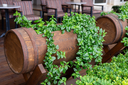 Decorative wooden barrels overflow with lush green foliage outside. Relaxing environment invites guests to enjoy the natural beauty of the surroundings. Outdoor decoration in bar or cafe, restaurantの写真素材
