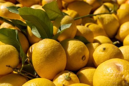 A large pile of ripe yellow organic lemons with green leaves is showcased at an outdoor market. The vibrant sunlight highlights the freshness and appeal of the fruit, attracting customers.の写真素材