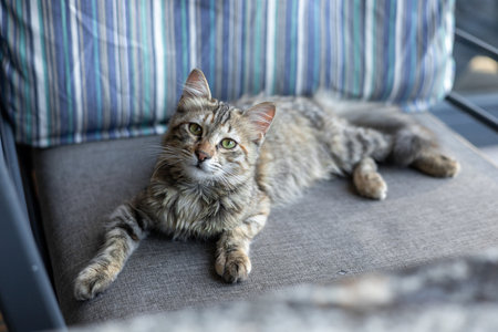 A fluffy gray cat with striking green eyes lounges comfortably on a cozy patio chair. afternoon sunlight creates a warm atmosphere as the cat enjoys its serene surroundings.の写真素材