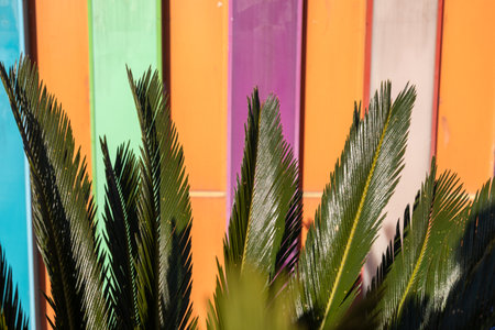 Lush green palm leaves emerge in foreground, contrasting beautifully with a vibrant striped wall of purple, teal, and orange. The bright colors suggest a playful setting.. Tropical background pictureの写真素材