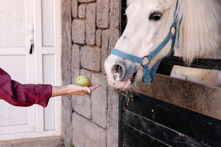 A white horse stands curiously at a stable, reaching for a green apple being offered by a female hand. The setting is bright and sunny, creating a warm atmosphere in the stable in eco-farmの写真素材