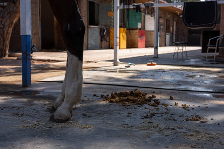 A horses hoof is seen close-up beside a pile of manure in a stable area on a sunny afternoon. The stable has various tools and equipment scattered around.の写真素材