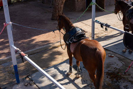 A brown domestic horse equipped with a saddle stands in a stable area, surrounded by wooden posts....