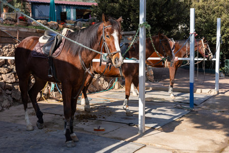 Group of horses are tied to post in a stable surrounded by mountains. The animals are calm, ready for riders, with sunlight illuminating their glossy coats. Horse-lovers and animals-friendly conceptの写真素材