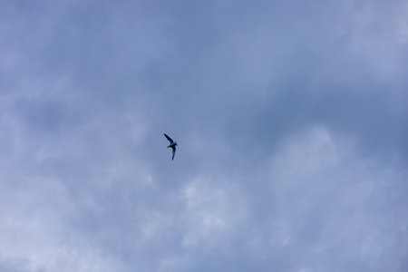 Birds fly gracefully across a soft blue sky filled with clouds during the late afternoon. The tranquil atmosphere captures the beauty of nature in a quiet moment.の写真素材