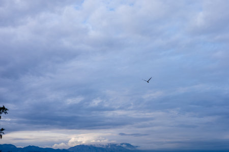 A bird glides effortlessly in a wide expanse of blue sky, surrounded by fluffy clouds during the early morning hours. The tranquil atmosphere highlights the beauty of nature.の写真素材