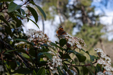 A vibrant butterfly with orange and black wings rests delicately on clusters of white flowers in a...