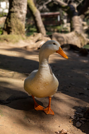 A white goose strolls on a dirt path surrounded by trees in a park on a sunny afternoon. The natural light creates interesting shadows as the bird moves gracefully.の写真素材