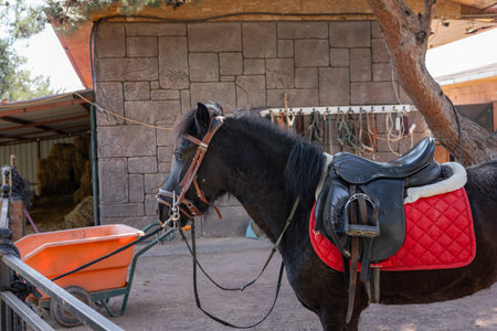 A black horse stands patiently in a barn, adorned with a red saddle. Sunlight filters through the tree branches, creating a serene atmosphere as tools are arranged nearby.の写真素材