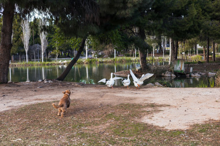 A cocker spaniel joyfully runs toward a group of geese by a tranquil lake surrounded by trees. The scene captures the bond between the dog and nature, showcasing playful curiosity.の写真素材