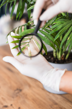 A person wearing gloves carefully inspects green plant leaves using a magnifying glass, highlighting details of the foliage and checking for any signs of damage or disease.の写真素材