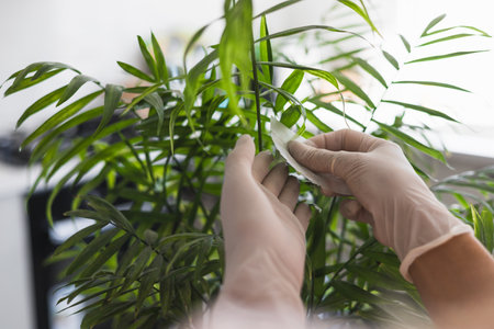 A person wearing gloves is carefully wiping the leaves of a lush indoor plant to remove dust and dirt. This activity highlights the importance of plant maintenance in a well-lit living space.の写真素材