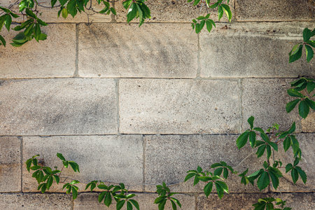 Background for text. Green leaves entwine around a rough gray stone wall showing a beautiful natural...
