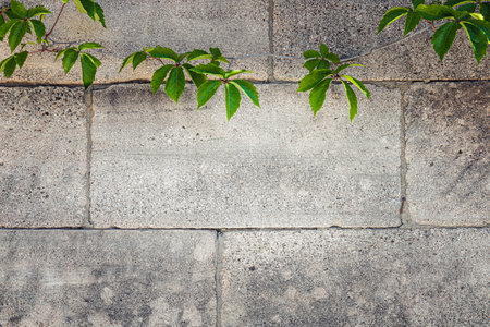 Background for text. Green leaves entwine around a rough gray stone wall showing a beautiful natural contrast.の写真素材