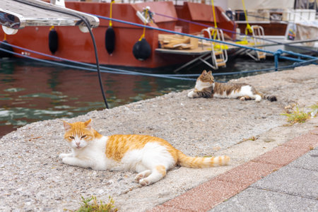 Two cats lounge by the waters edge near colorful boats in a serene harbor. Turkish port in Fethiyeの写真素材